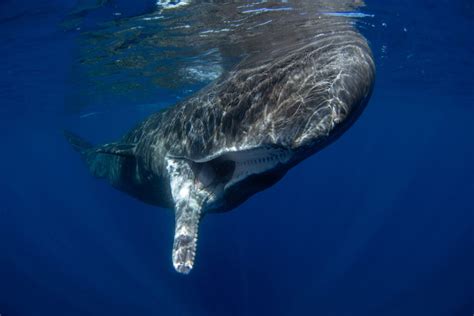 are sperm whales dangerous to humans